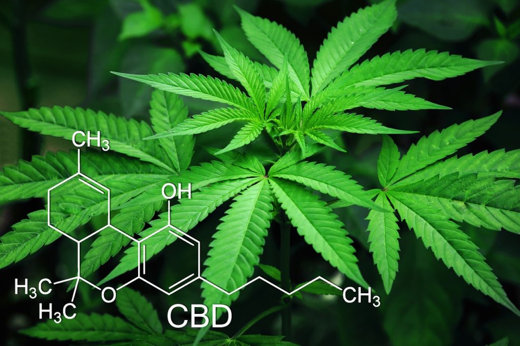 cannabis plant