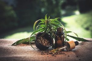 cannabis seeds