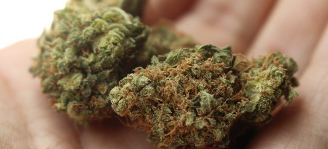 Qualities to Look out for in the Best Marijuana Seeds