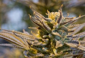 weed