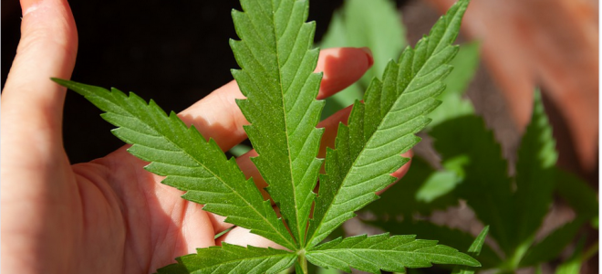 Tips for Choosing the Best CBD Products